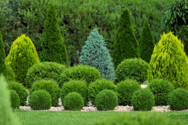 Bush Trimming Service in Bonita Springs