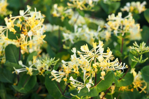 Honeysuckle Removal in Bonita Springs