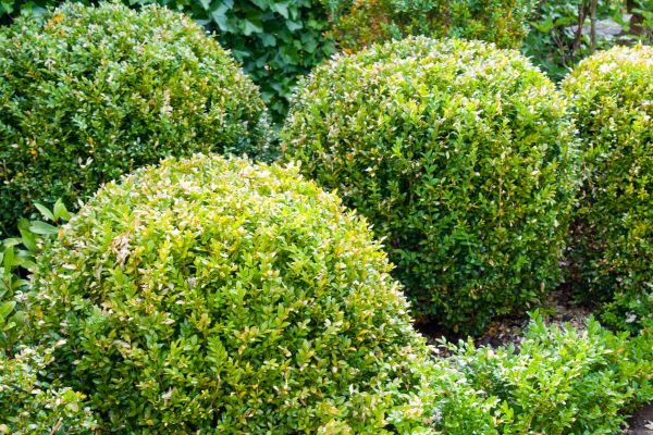 Landscape Trimming Service in Bonita Springs