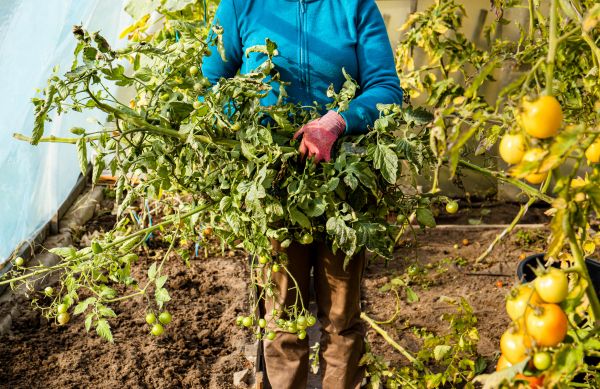 Garden Plant Removal in Bonita Springs