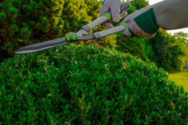 Topiary Shearing Service