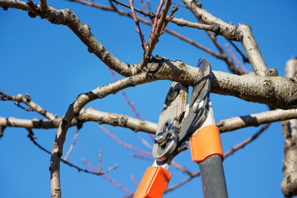 Selective Pruning in Bonita Springs