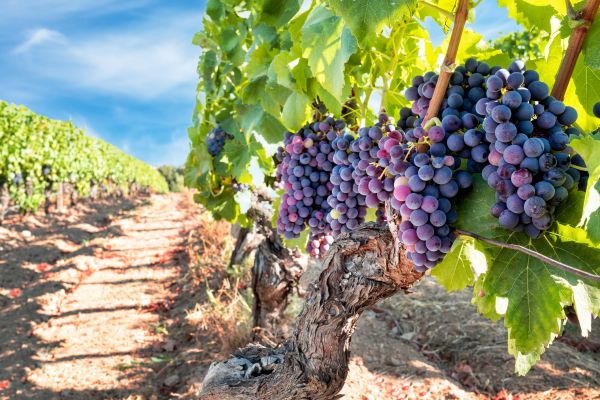 Grapevine Pruning in Bonita Springs