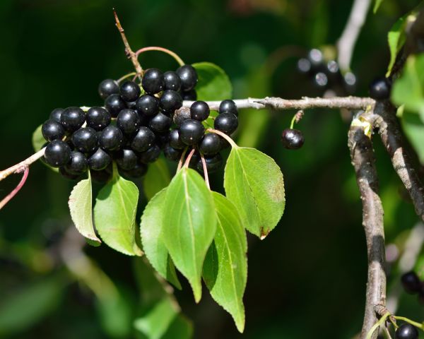 Buckthorn Removal in Bonita Springs