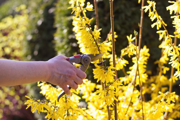 Forsythia Pruning in Bonita Springs
