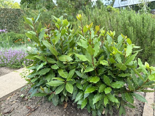 Laurel Hedge Removal