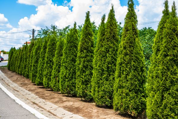 Arborvitae Shearing Service