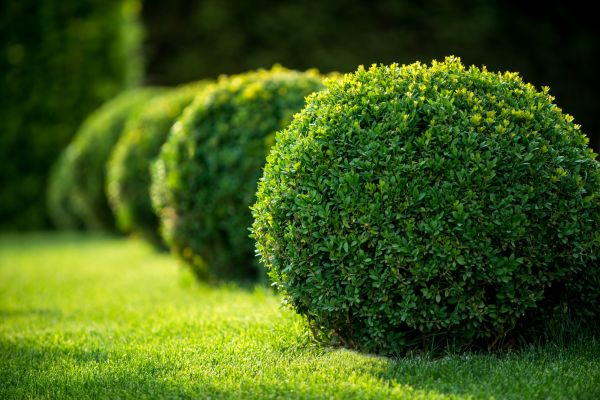Boxwood Shaping in Bonita Springs