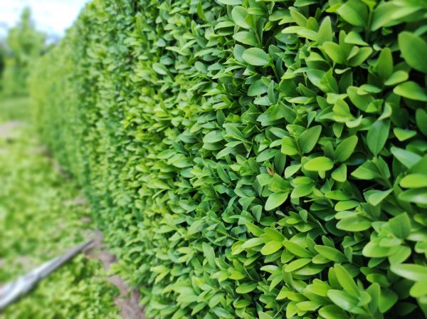 Boxwood Pruning in Bonita Springs