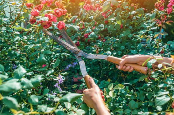 Knockout Roses Pruning in Bonita Springs