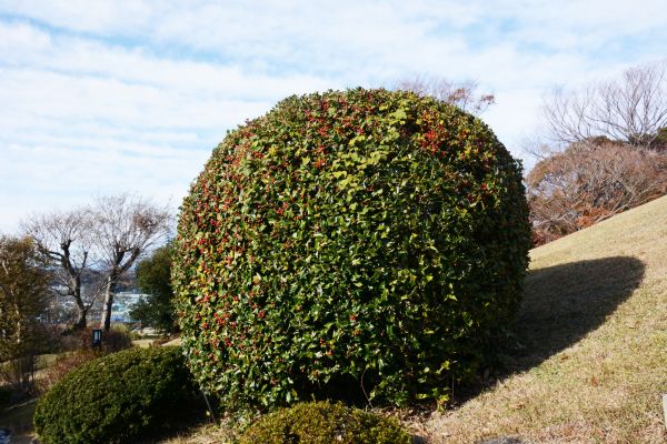 Holly Shrub Pruning in Bonita Springs