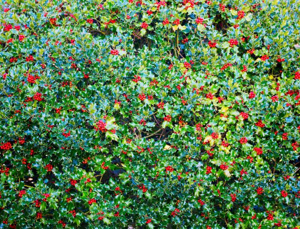 Holly Bush Removal in Bonita Springs