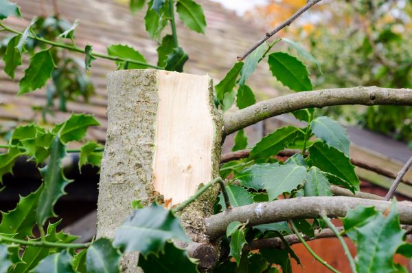 Holly Tree Removal in Bonita Springs