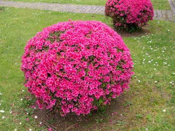 Rhododendron Pruning in Bonita Springs