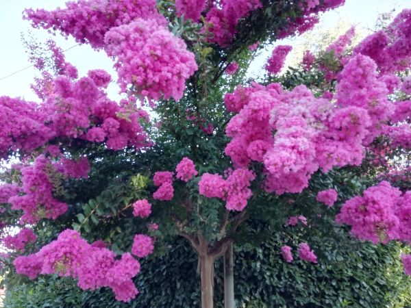 Crape Myrtle Pruning in Bonita Springs