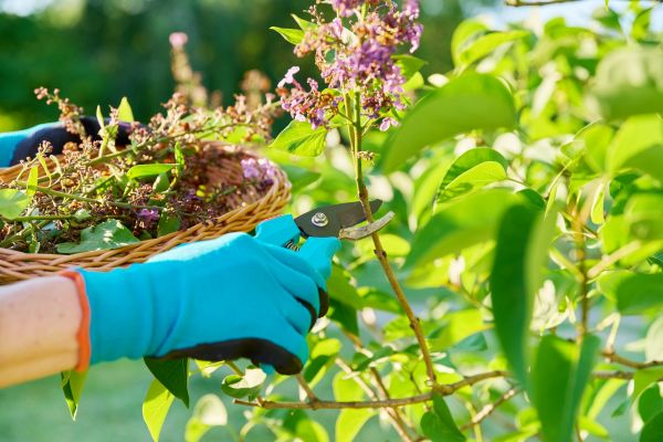 Lilac Trimming Service in Bonita Springs
