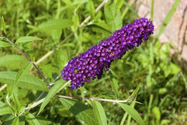 Butterfly Bush Pruning in Bonita Springs