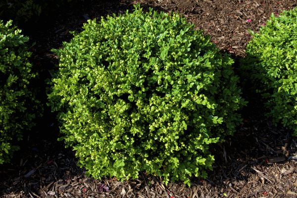 Boxwood Removal in Bonita Springs