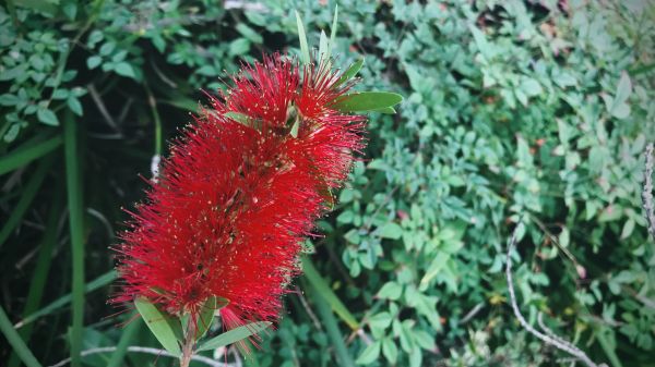 Bottlebrush Pruning in Bonita Springs