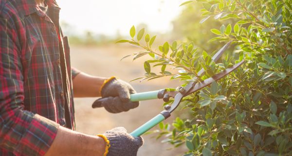 Shrub Pruning Service