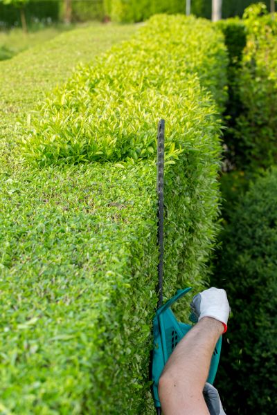 Hedge Trimming in Bonita Springs
